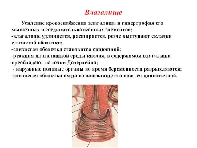 Влагалище Усиление кровоснабжения влагалища и гипертрофия его мышечных и соединительнотканных элементов;
