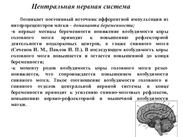 Центральная нервная система Возникает постоянный источник афферентной импульсации из интерорецепторов матки