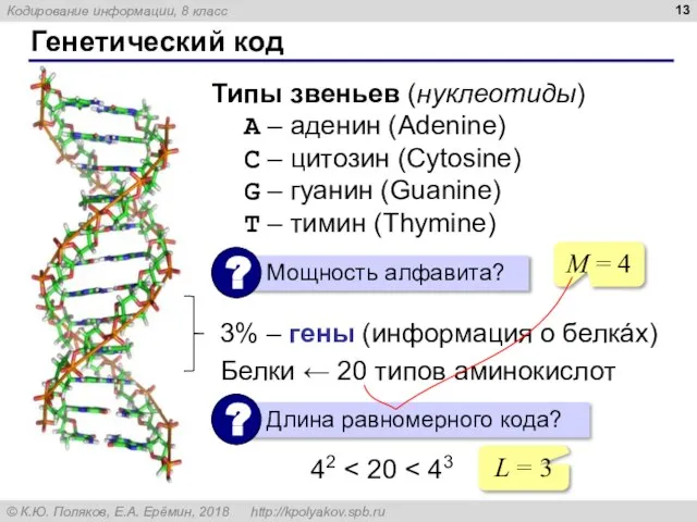 Генетический код Типы звеньев (нуклеотиды) A – аденин (Adenine) C –