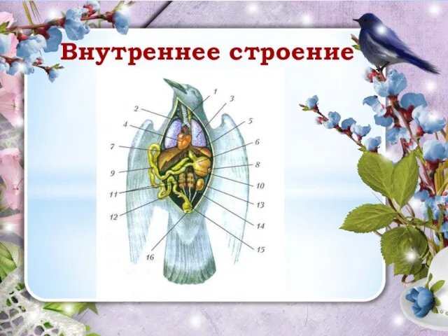 Внутреннее строение