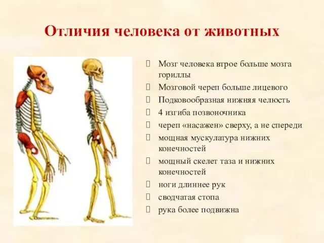 Отличия человека от животных Мозг человека втрое больше мозга гориллы Мозговой