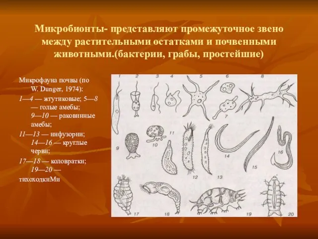 Микробионты- представляют промежуточное звено между растительными остатками и почвенными животными.(бактерии, грабы,