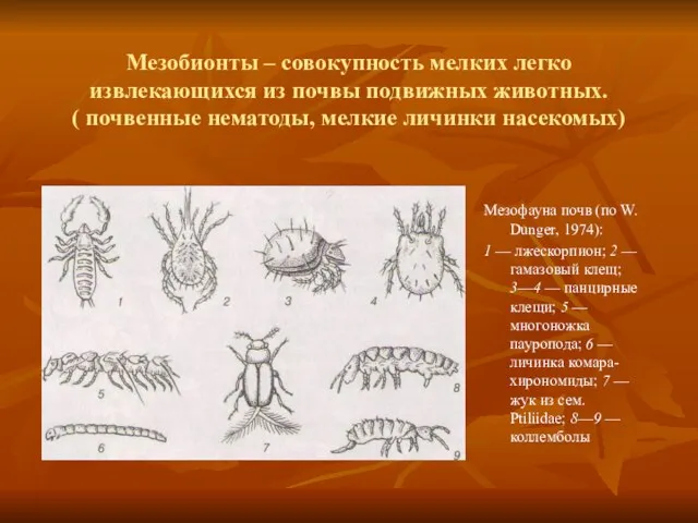 Мезобионты – совокупность мелких легко извлекающихся из почвы подвижных животных. (