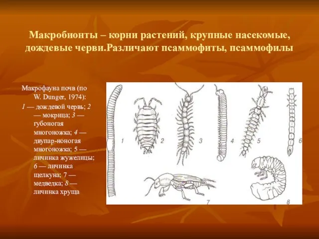 Макробионты – корни растений, крупные насекомые, дождевые черви.Различают псаммофиты, псаммофилы Макрофауна