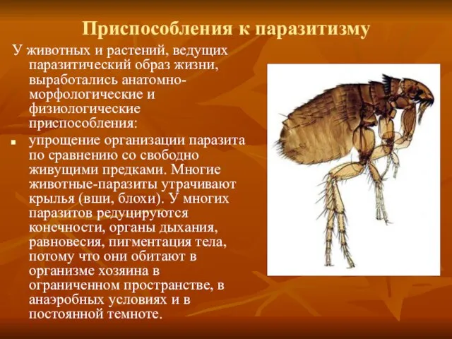 Приспособления к паразитизму У животных и растений, ведущих паразитический образ жизни,