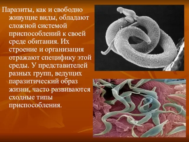 Паразиты, как и свободно живущие виды, обладают сложной системой приспособлений к