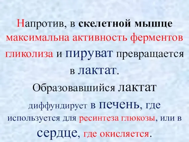 Напротив, в скелетной мышце максимальна активность ферментов гликолиза и пируват превращается