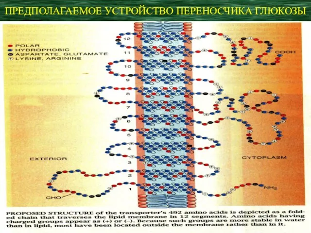 ПРЕДПОЛАГАЕМОЕ УСТРОЙСТВО ПЕРЕНОСЧИКА ГЛЮКОЗЫ