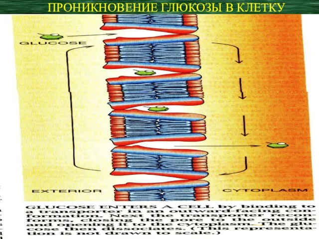 ПРОНИКНОВЕНИЕ ГЛЮКОЗЫ В КЛЕТКУ