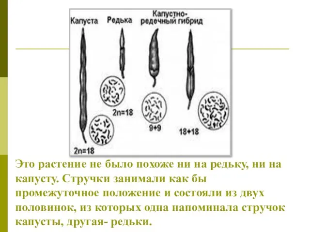 Это растение не было похоже ни на редьку, ни на капусту.