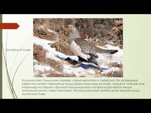 В долине реки Чулышман порхают серые куропатки и перепела. На заповедные