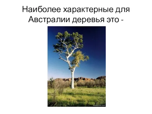 Наиболее характерные для Австралии деревья это -