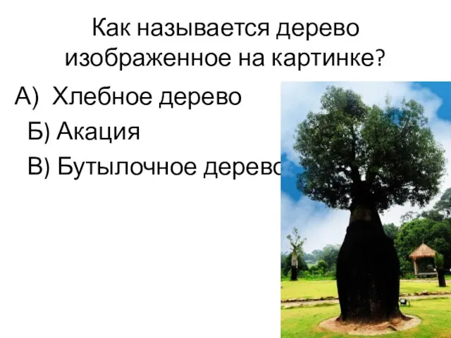 Как называется дерево изображенное на картинке? Хлебное дерево Б) Акация В) Бутылочное дерево