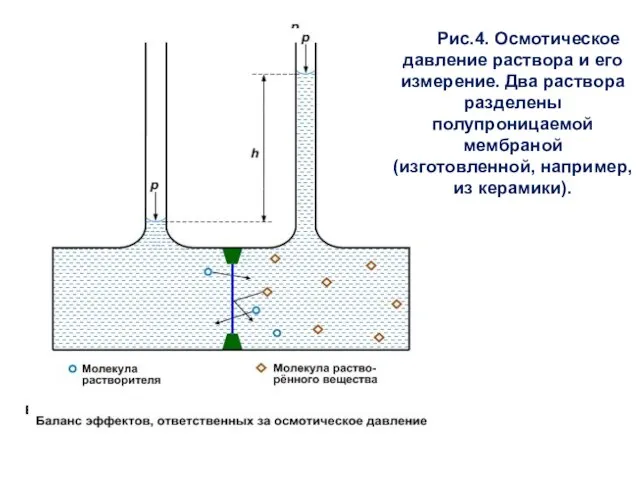 Рис.4. Осмотическое давление раствора и его измерение. Два раствора разделены полупроницаемой мембраной (изготовленной, например, из керамики).