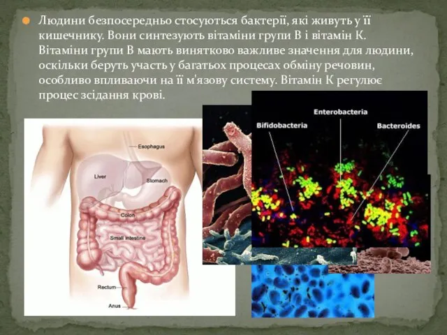 Людини безпосередньо стосуються бактерії, які живуть у її кишечнику. Вони синтезують