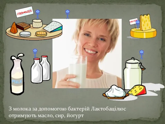 З молока за допомогою бактерій Лактобацілюс отримують масло, сир, йогурт