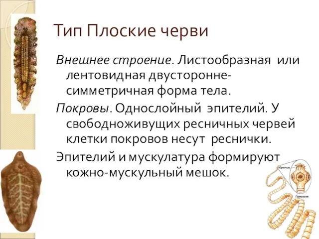 Тип Плоские черви Внешнее строение. Листообразная или лентовидная двусторонне-симметричная форма тела.