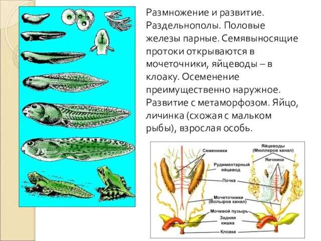 Размножение и развитие. Раздельнополы. Половые железы парные. Семявыносящие протоки открываются в