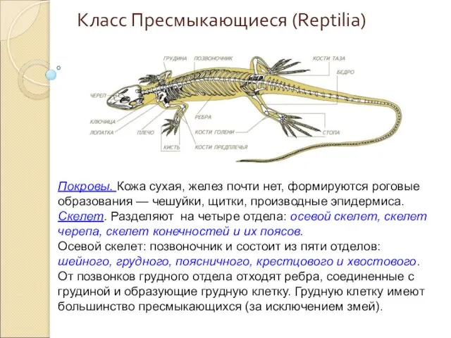 Класс Пресмыкающиеся (Reptilia) Покровы. Кожа сухая, желез почти нет, формируются роговые