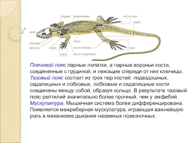 Плечевой пояс парные лопатки, а парные вороньи кости, соединенные с грудиной,