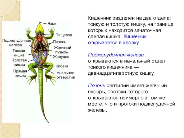 Кишечник разделен на два отдела: тонкую и толстую кишку, на границе