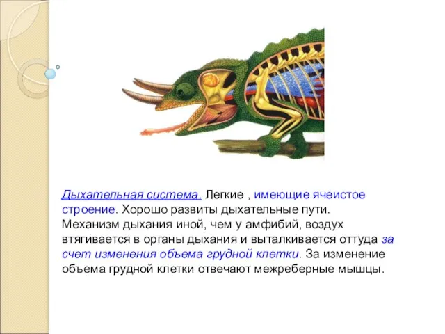 Дыхательная система. Легкие , имеющие ячеистое строение. Хорошо развиты дыхательные пути.