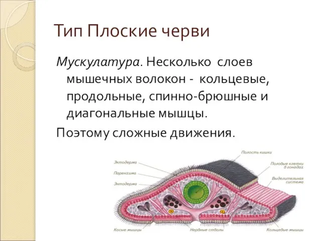 Тип Плоские черви Мускулатура. Несколько слоев мышечных волокон - кольцевые, продольные,