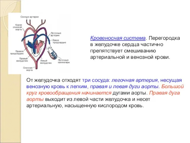 Кровеносная система. Перегородка в желудочке сердца частично препятствует смешиванию артериальной и