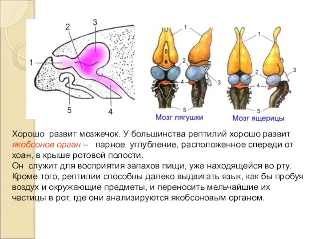 Хорошо развит мозжечок. У большинства рептилий хорошо развит якобсонов орган –