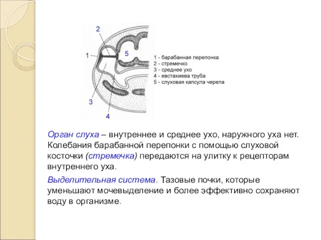 Орган слуха – внутреннее и среднее ухо, наружного уха нет. Колебания