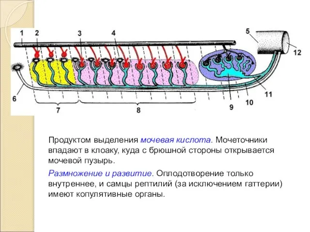 Продуктом выделения мочевая кислота. Мочеточники впадают в клоаку, куда с брюшной