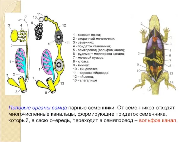 Половые органы самца парные семенники. От семенников отходят многочисленные канальцы, формирующие