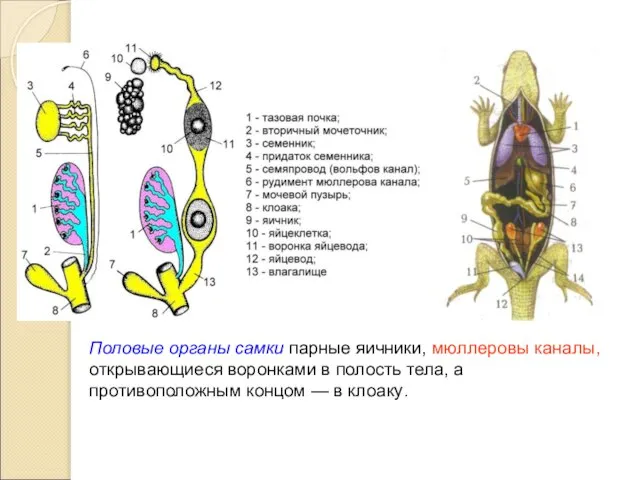 Половые органы самки парные яичники, мюллеровы каналы, открывающиеся воронками в полость