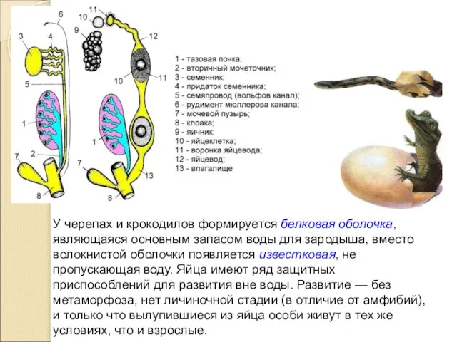 У черепах и крокодилов формируется белковая оболочка, являющаяся основным запасом воды