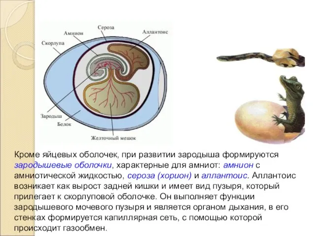 Кроме яйцевых оболочек, при развитии зародыша формируются зародышевые оболочки, характерные для