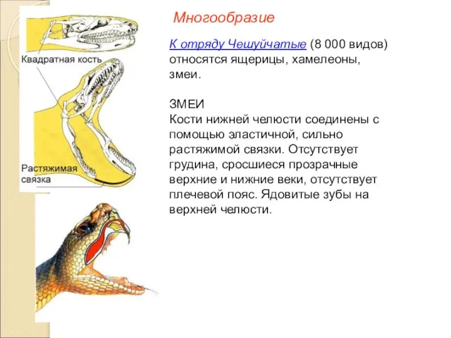 Многообразие К отряду Чешуйчатые (8 000 видов) относятся ящерицы, хамелеоны, змеи.