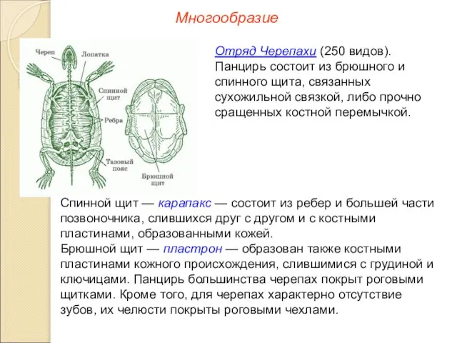 Многообразие Отряд Черепахи (250 видов). Панцирь состоит из брюшного и спинного