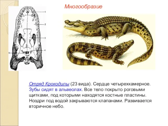Многообразие Отряд Крокодилы (23 вида). Сердце четырехкамерное. Зубы сидят в альвеолах.