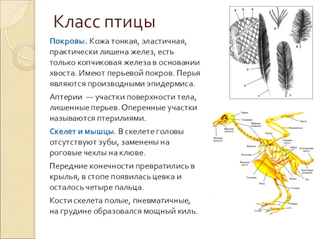 Класс птицы Покровы. Кожа тонкая, эластичная, практически лишена желез, есть только