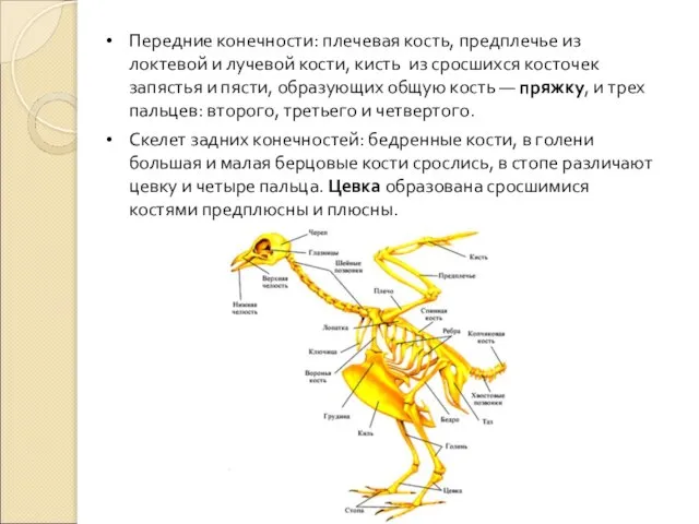 Передние конечности: плечевая кость, предплечье из локтевой и лучевой кости, кисть