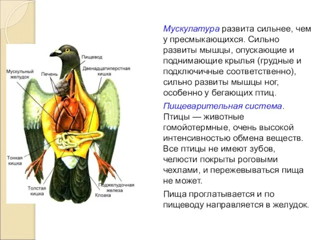 Мускулатура развита сильнее, чем у пресмыкающихся. Сильно развиты мышцы, опускающие и