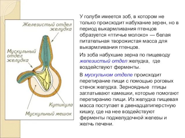 У голубя имеется зоб, в котором не только происходит набухание зерен,