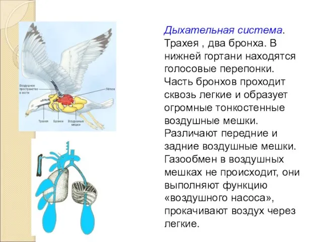 Дыхательная система. Трахея , два бронха. В нижней гортани находятся голосовые