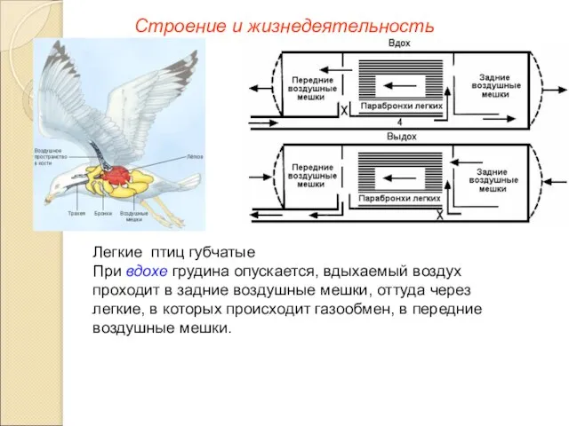 Строение и жизнедеятельность Легкие птиц губчатые При вдохе грудина опускается, вдыхаемый