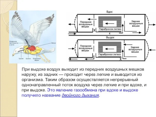 При выдохе воздух выходит из передних воздушных мешков наружу, из задних