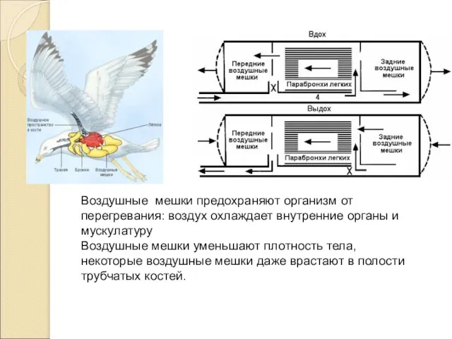 Воздушные мешки предохраняют организм от перегревания: воздух охлаждает внутренние органы и