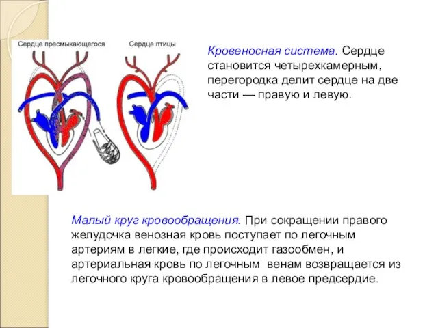 Кровеносная система. Сердце становится четырехкамерным, перегородка делит сердце на две части