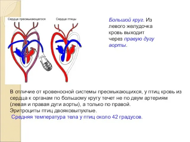 Большой круг. Из левого желудочка кровь выходит через правую дугу аорты.