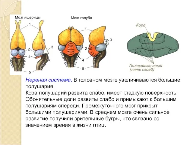 Нервная система. В головном мозге увеличиваются большие полушария. Кора полушарий развита