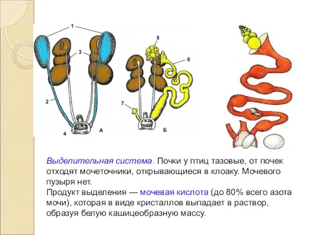 Выделительная система. Почки у птиц тазовые, от почек отходят мочеточники, открывающиеся